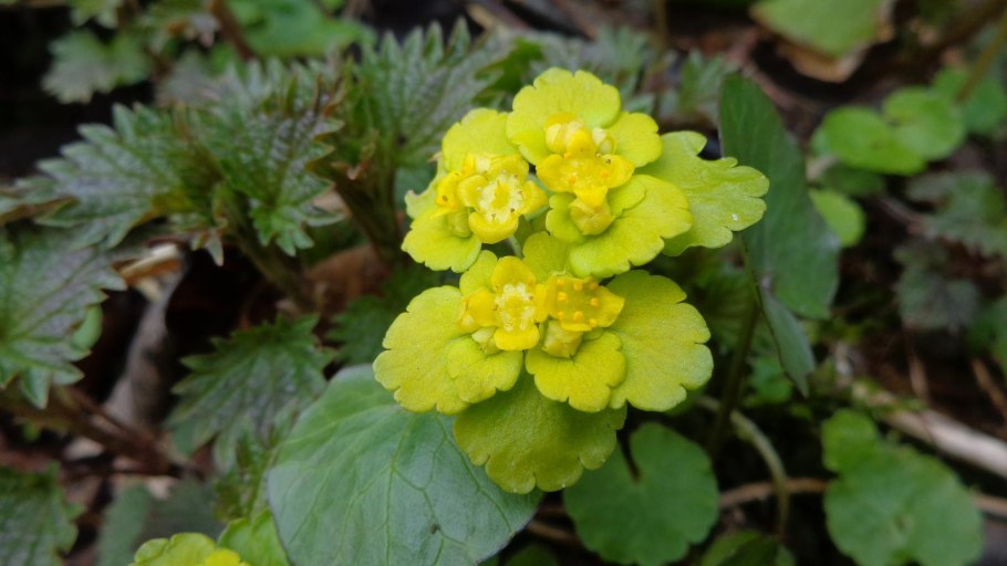 Хохлатка Селезеночник