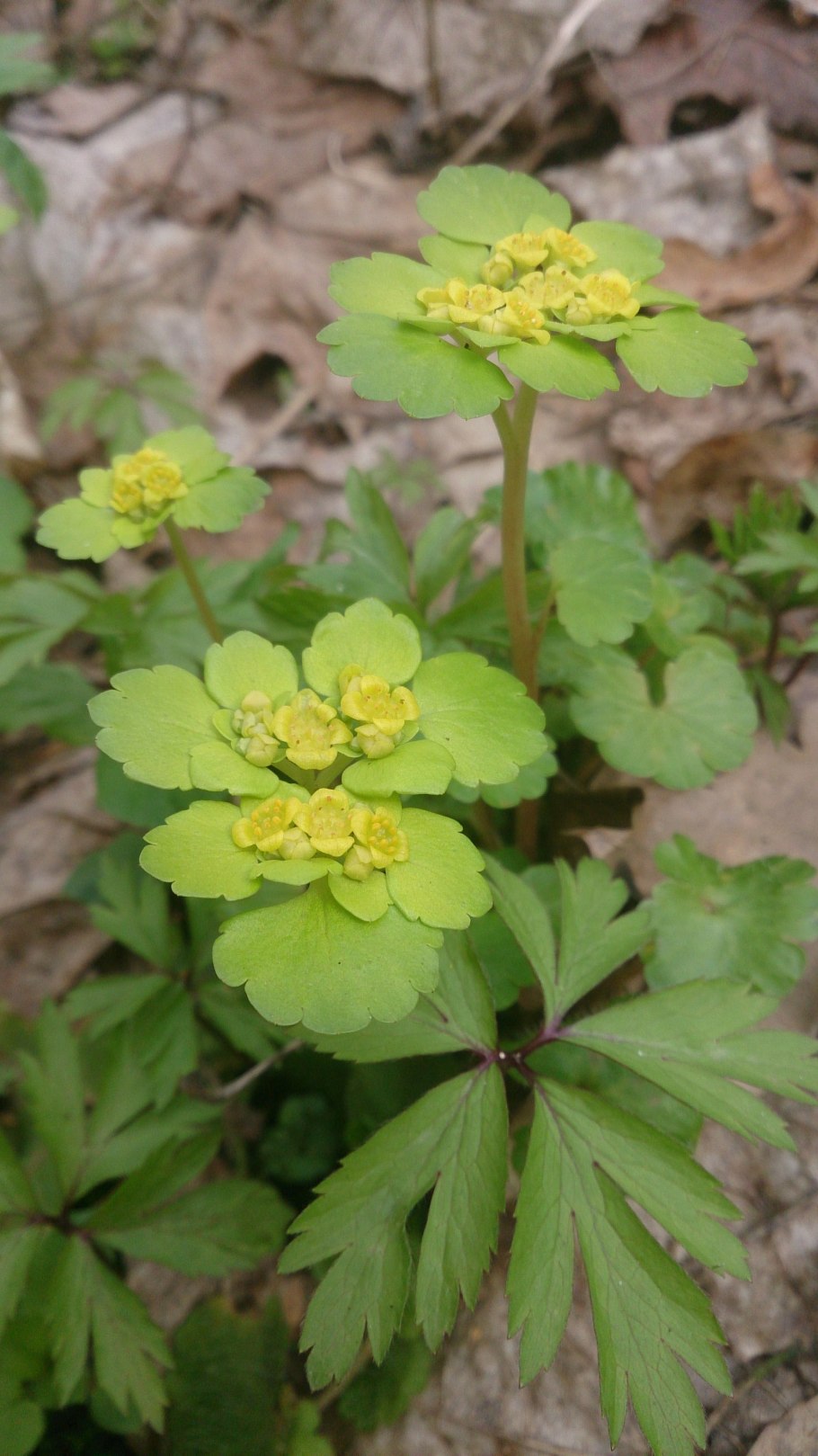 Золотолистник фото