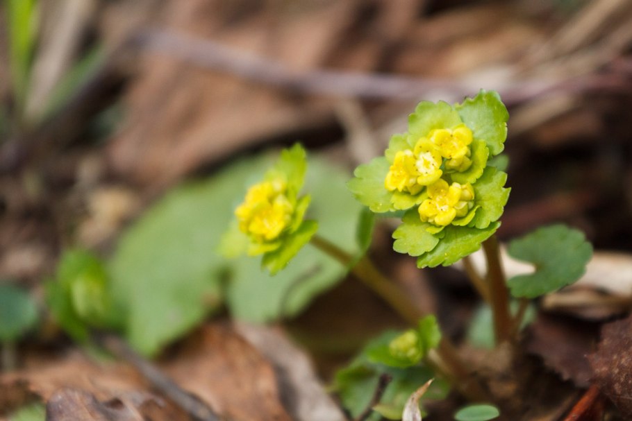 Селезёночник обыкновенный
