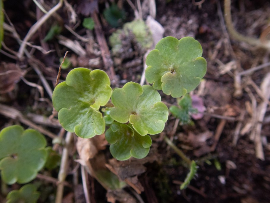 73. Селезеночник