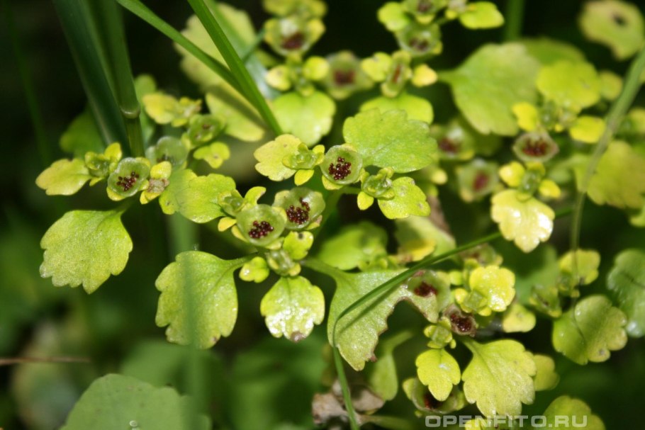 Селезёночник обыкновенный