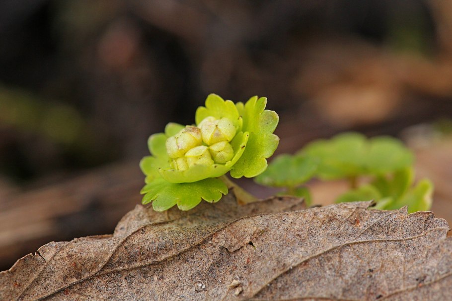 Селезеночник волосистый