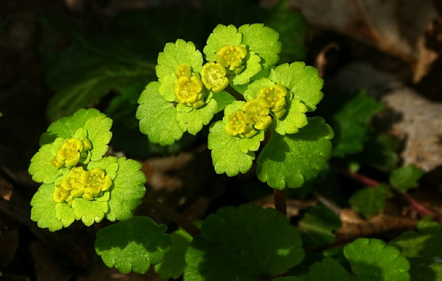 Селезеночник очереднолистный