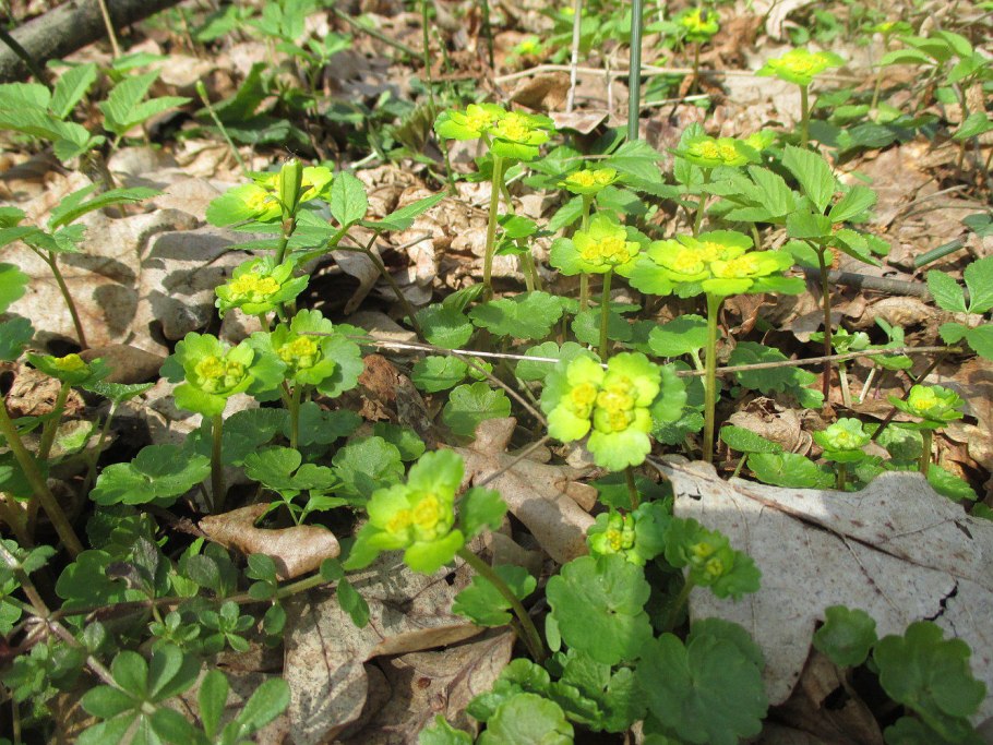 Молочай Селезеночник