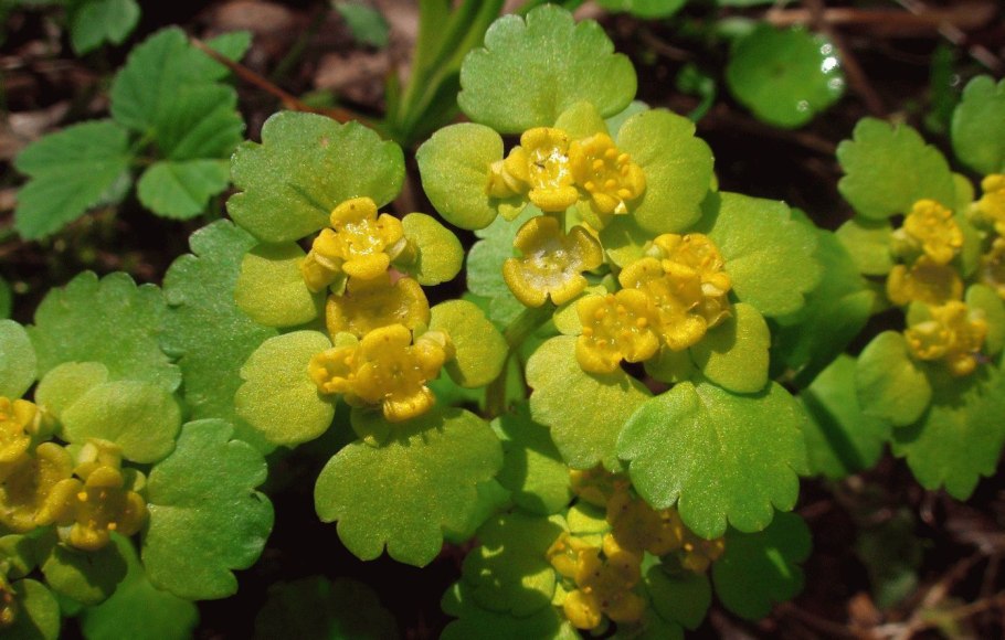 Селезёночник очереднолистный Chrysosplenium alternifolium