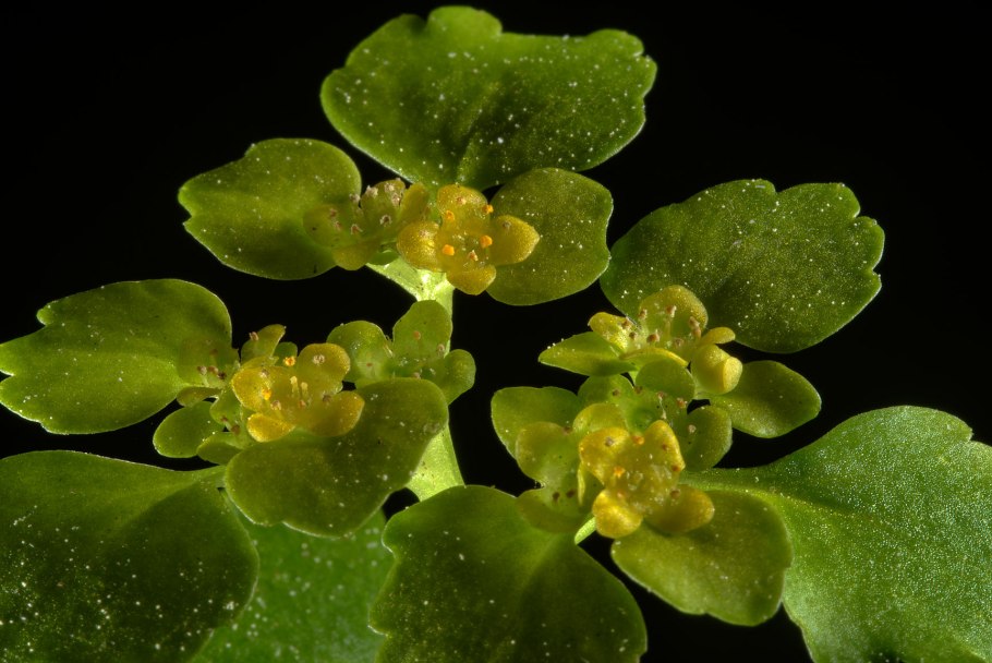 Селезеночник четырехтычинковый