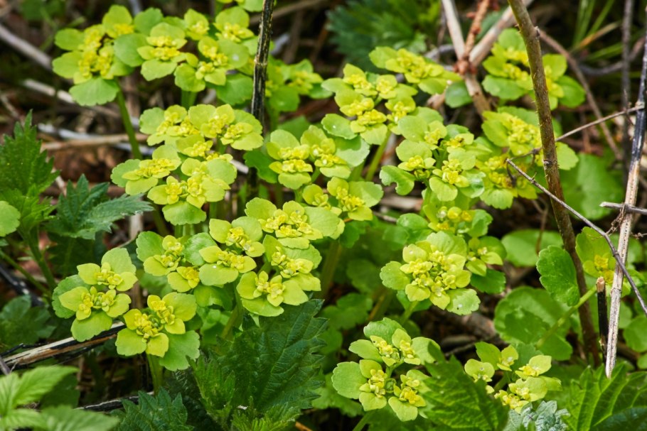 Селезеночник очереднолистный