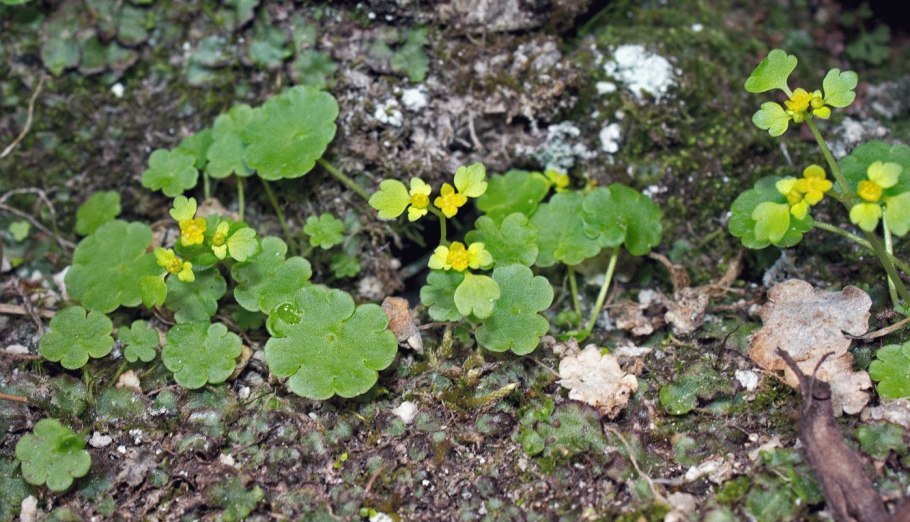 Селезеночник Байкальский
