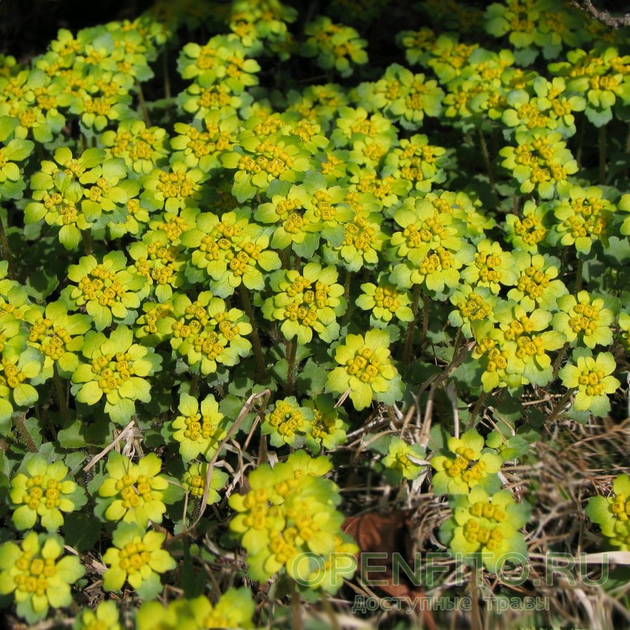 Chrysosplenium pilosum