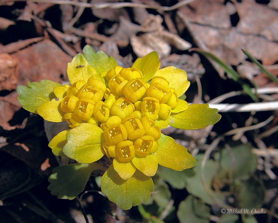 Селезеночник волосистый