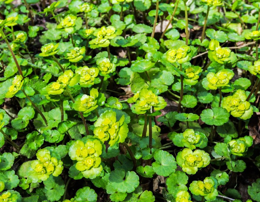 Селезеночник волосистый