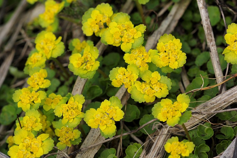 Володушка Селезеночник