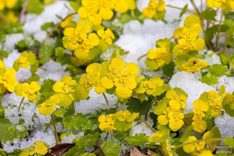 Цветок Селезеночник весенний