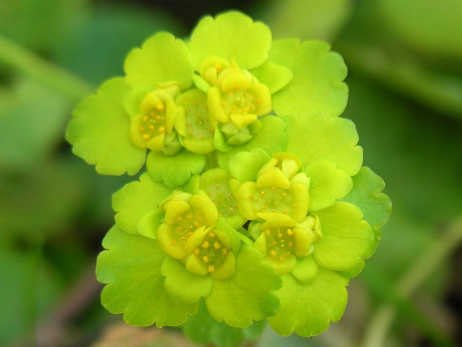 Селезёночник очереднолистный Chrysosplenium alternifolium
