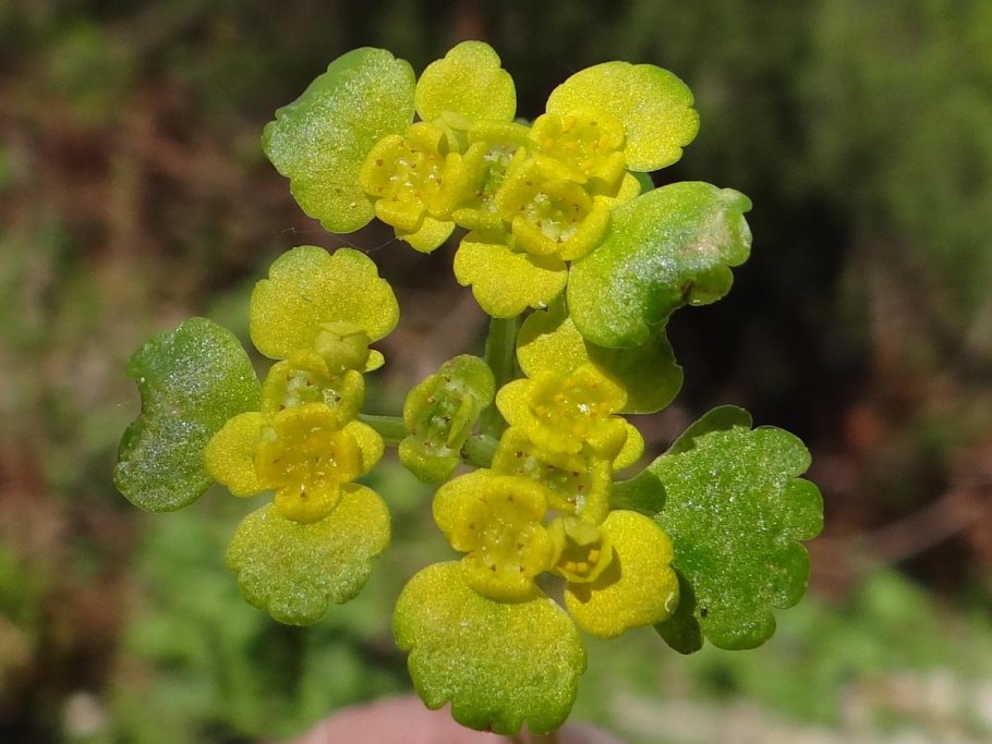 Селезеночник Сибирский