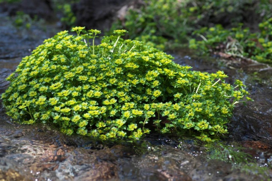 Хохлатка селезонояник
