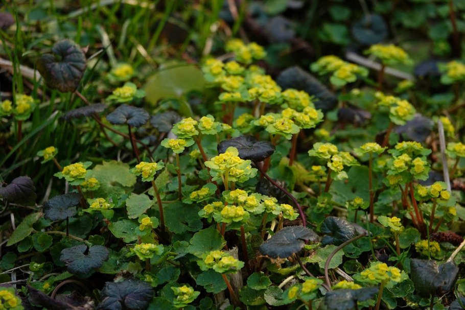 Селезёночник очереднолистный Chrysosplenium alternifolium