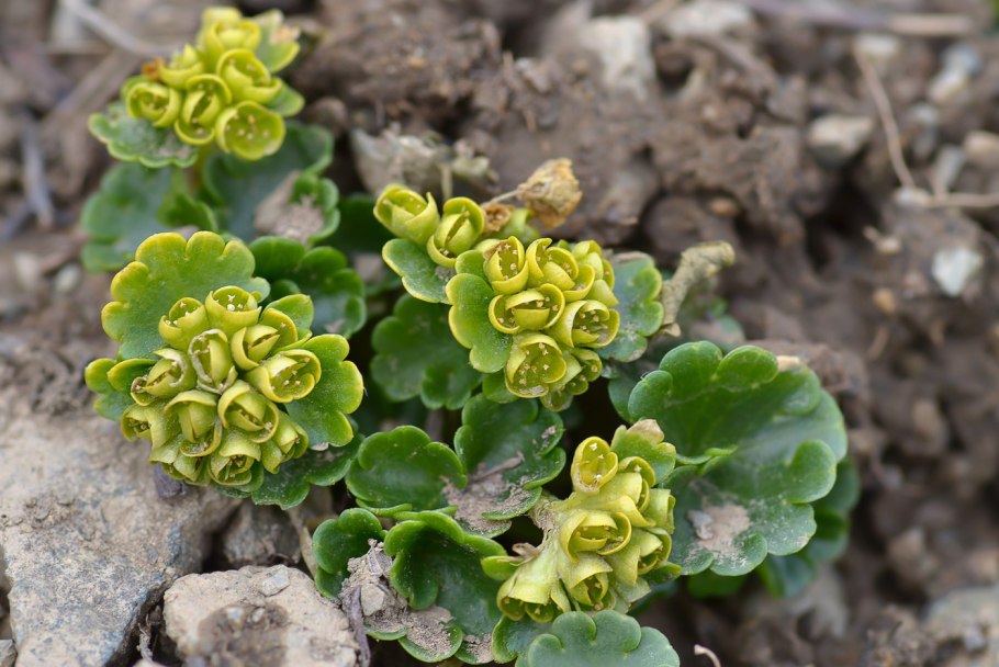 Chrysosplenium macrophyllum