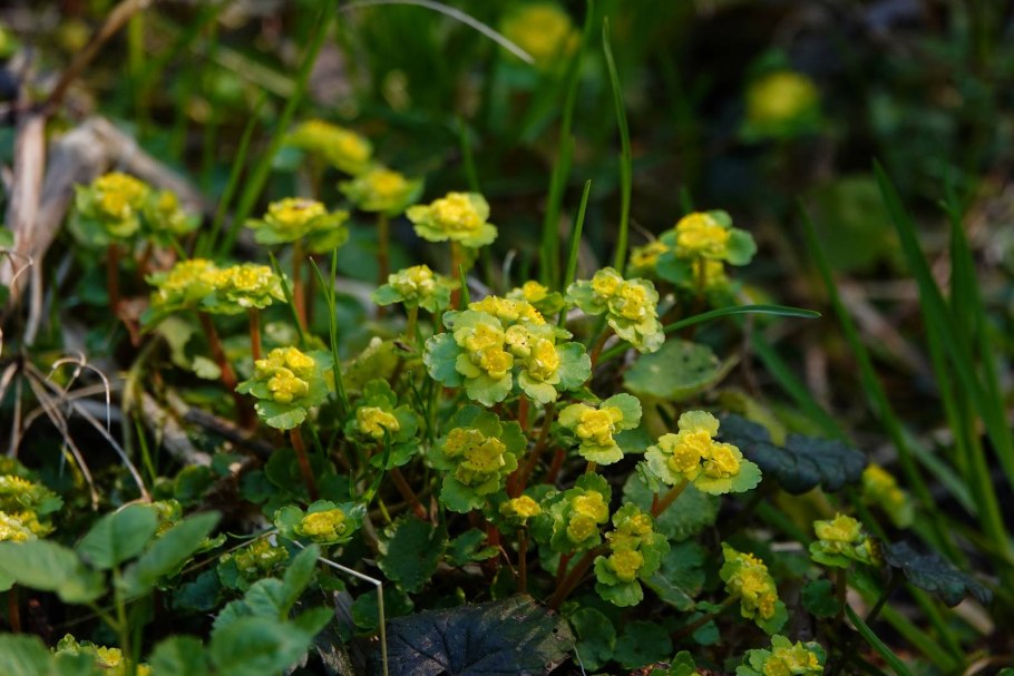 Селезеночник очереднолистный