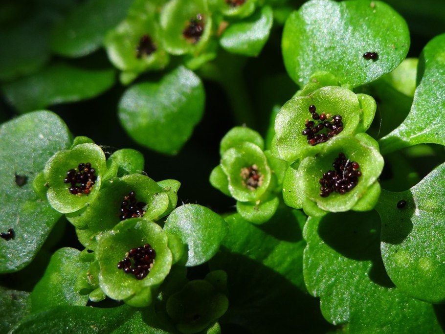 Селезёночник обыкновенный