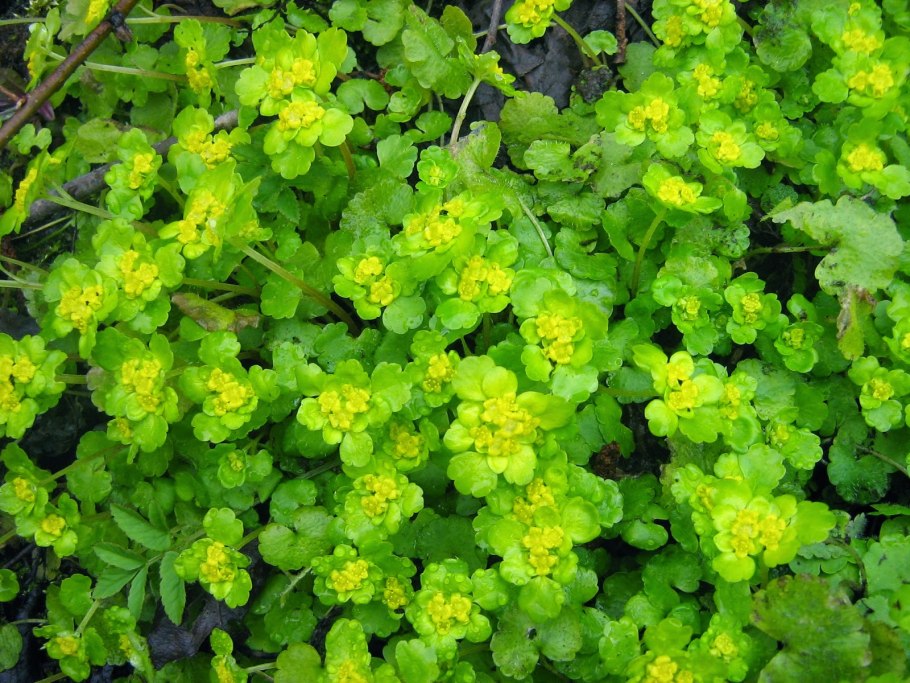 Хохлатка Селезеночник