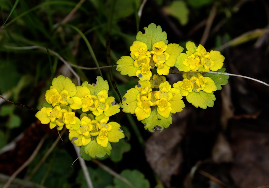 Селезеночник Байкальский растение