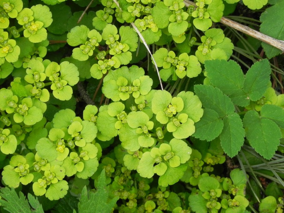 Chrysosplenium sibiricum Charkey.