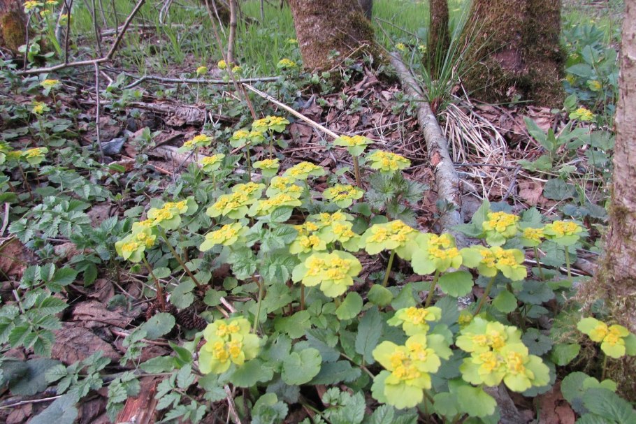 Селезеночник очереднолистный