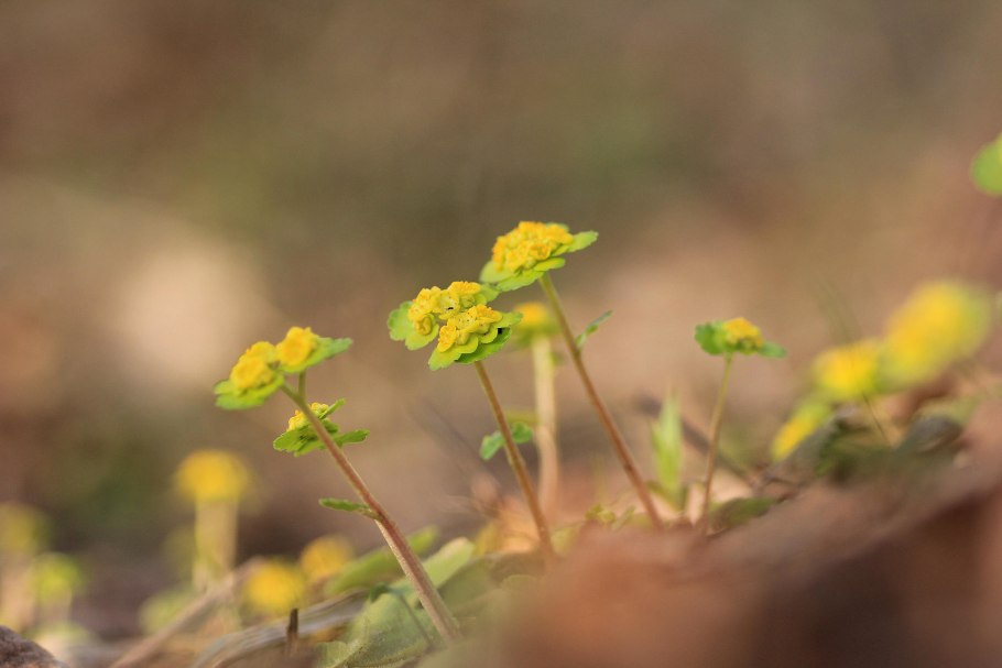 Селезеночник зеленый фото