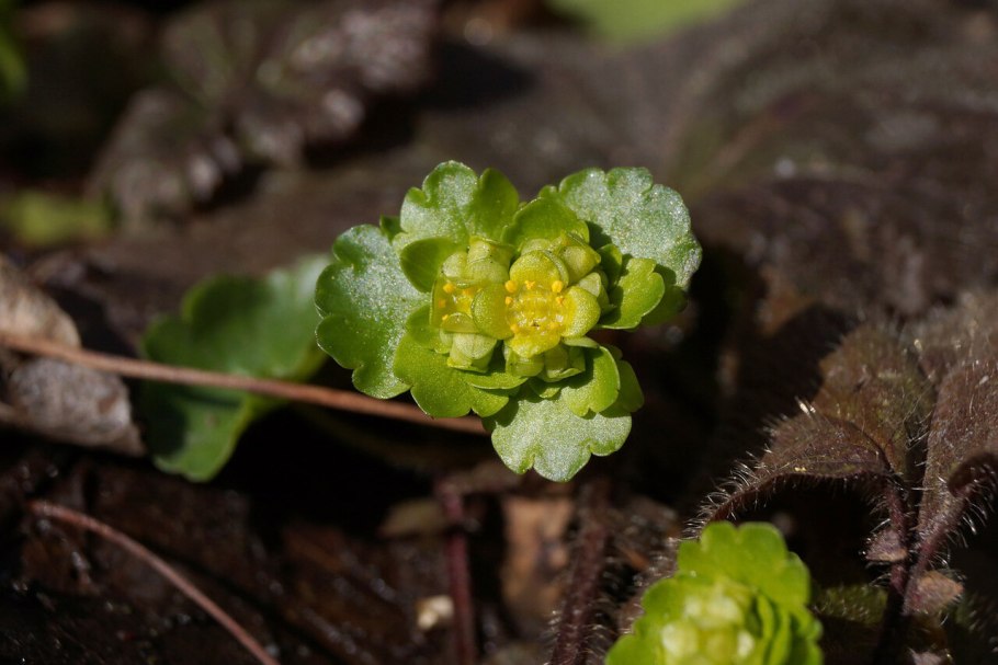 Селезёночник очерёднолистный