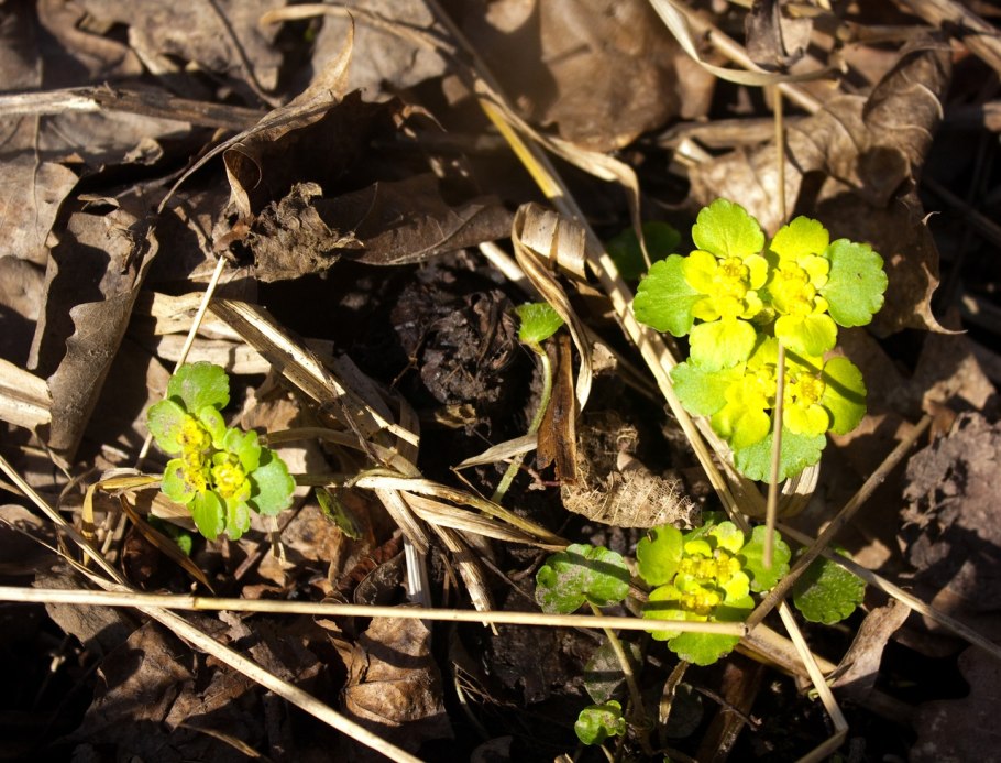 Селезеночник белый