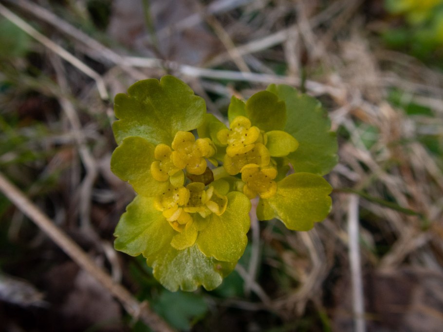 Селезеночник волосистый