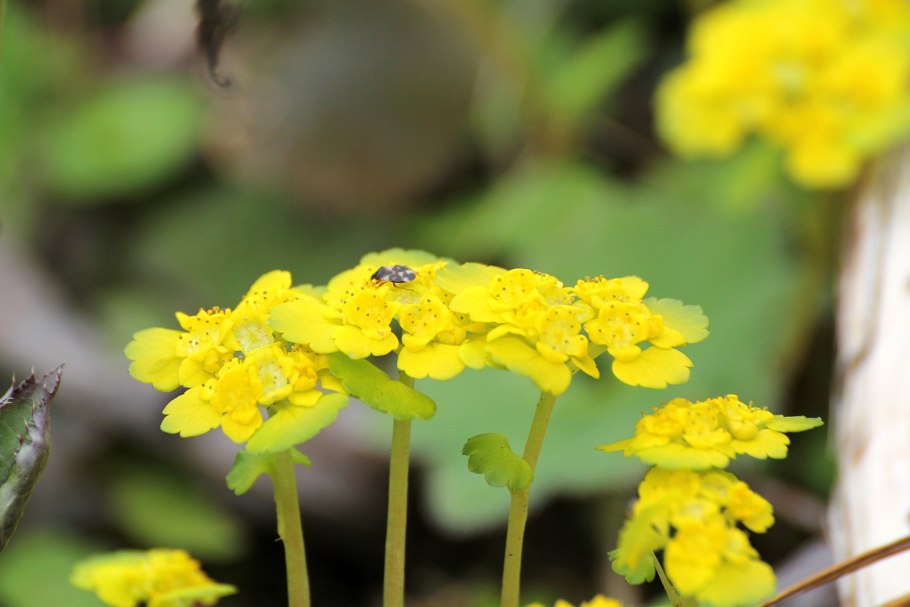 Селезеночник очереднолистный