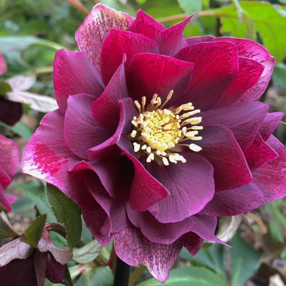 Морозник геллеборус