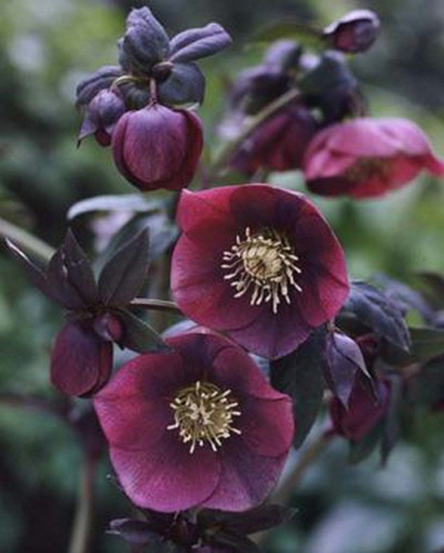 Морозник orientalis Double Ellen Pink