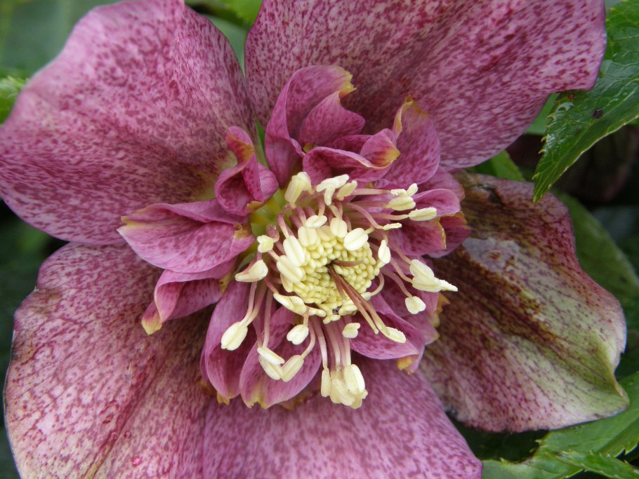 Морозник Восточный Дабл Элен Вайт