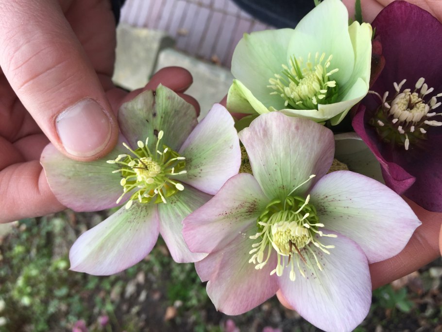 Морозник orientalis