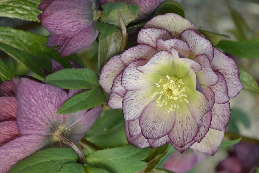 Морозник Double Ellen Purple