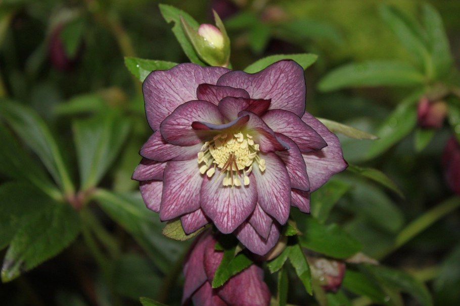 Морозник Восточный Дабл Элен Пикоти