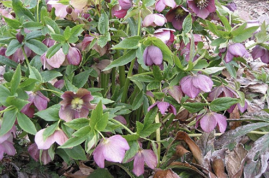 Морозник Double Ellen Purple