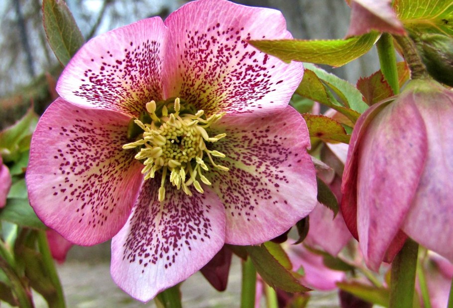 Морозник лиловый