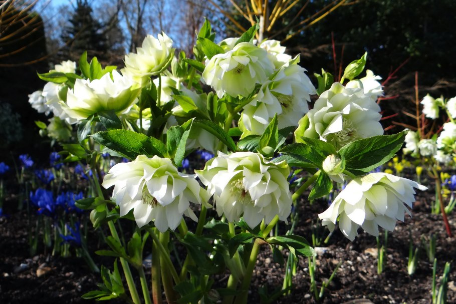 Морозник orientalis