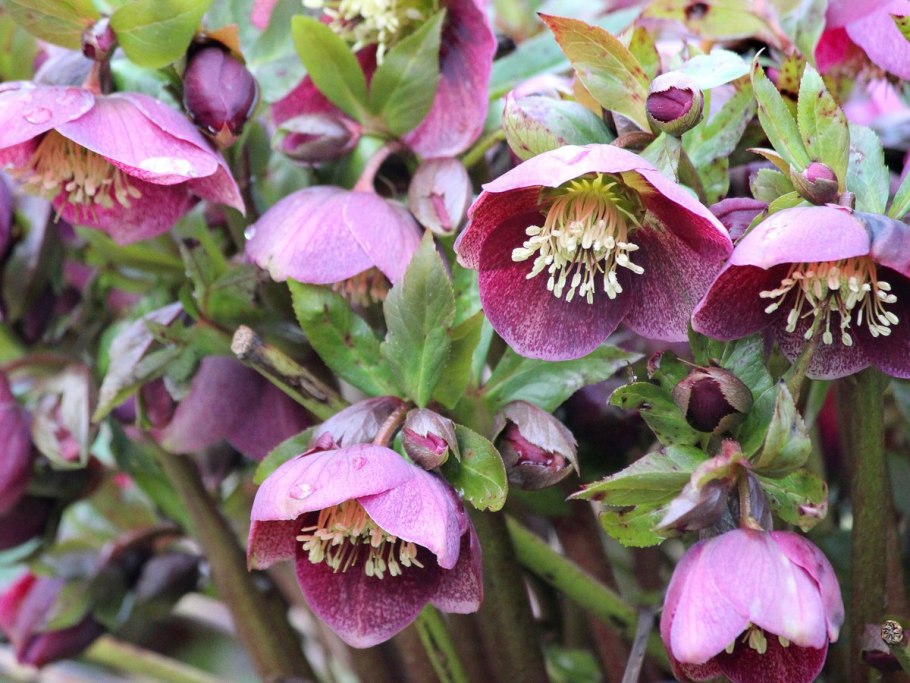 Морозник геллеборус