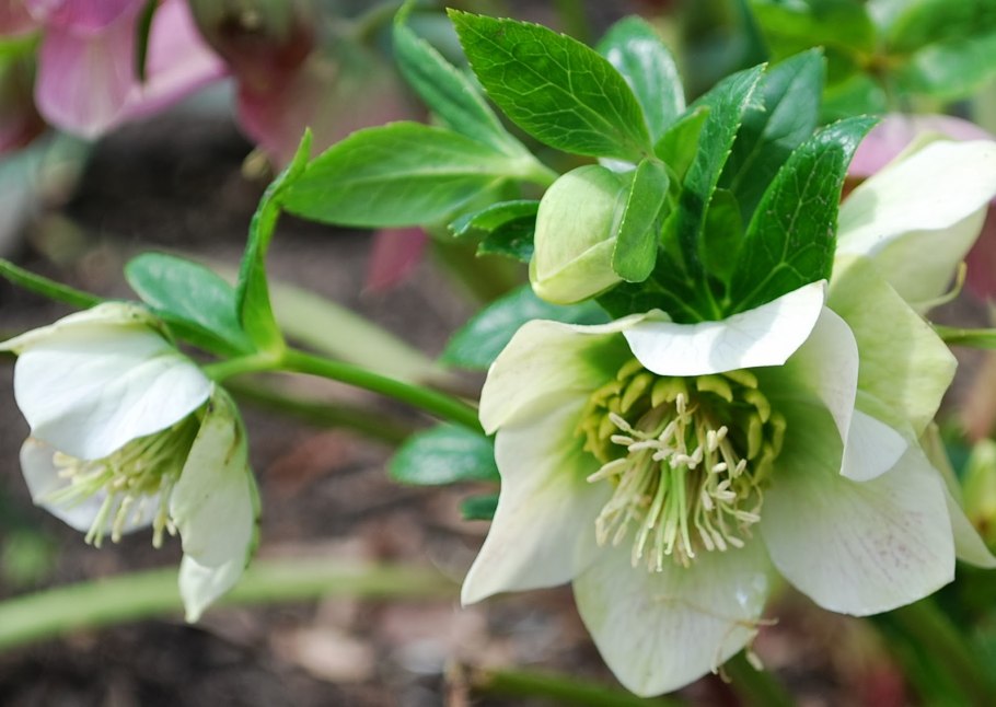 Морозник Восточный Дабл Эллен Уайт