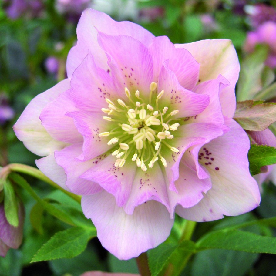 Морозник Дабл Эллен Грин