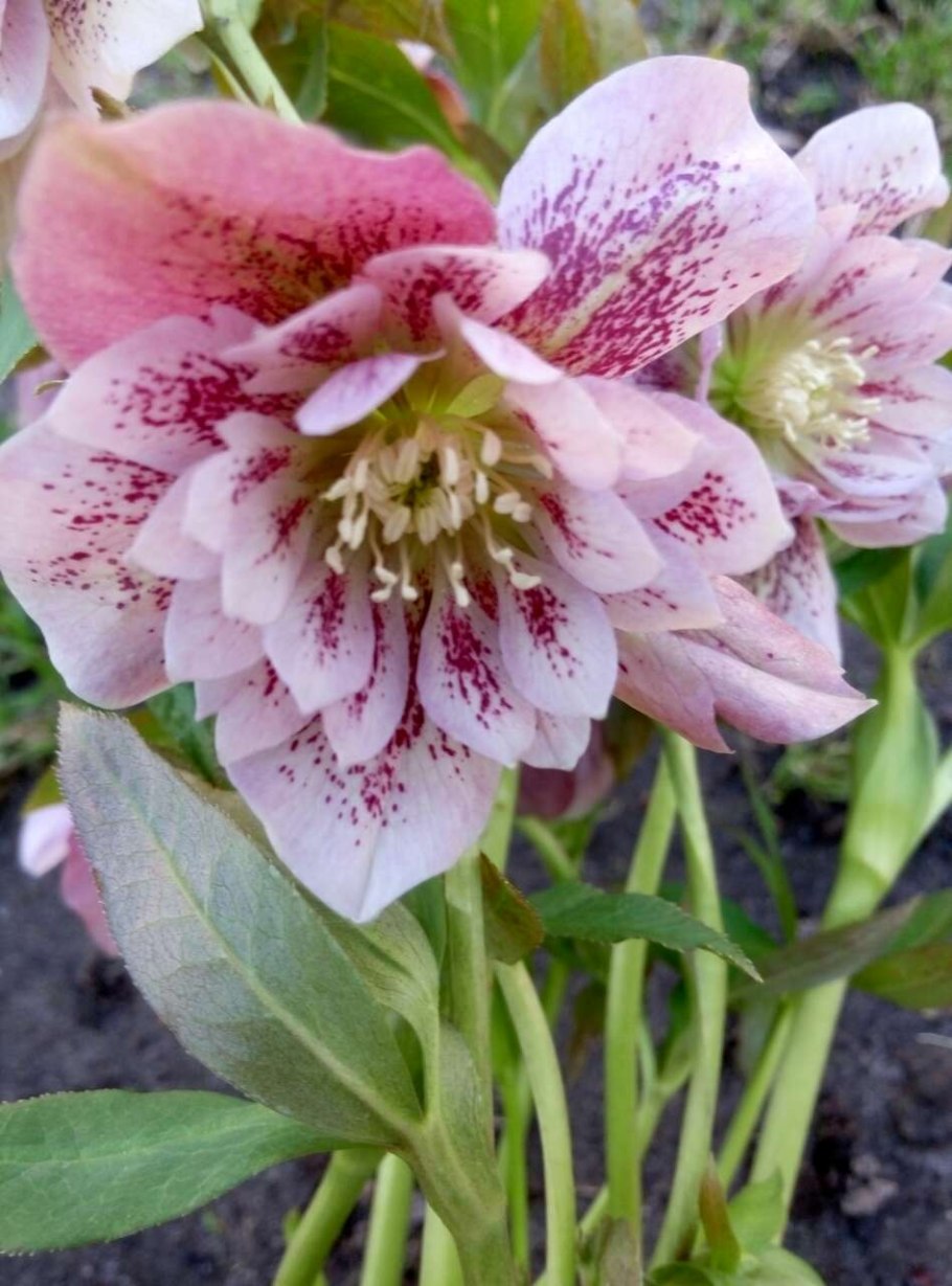 Морозник Helleborus