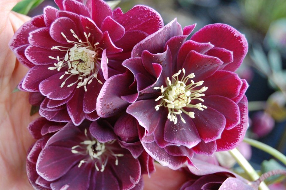 Геллеборус цветок