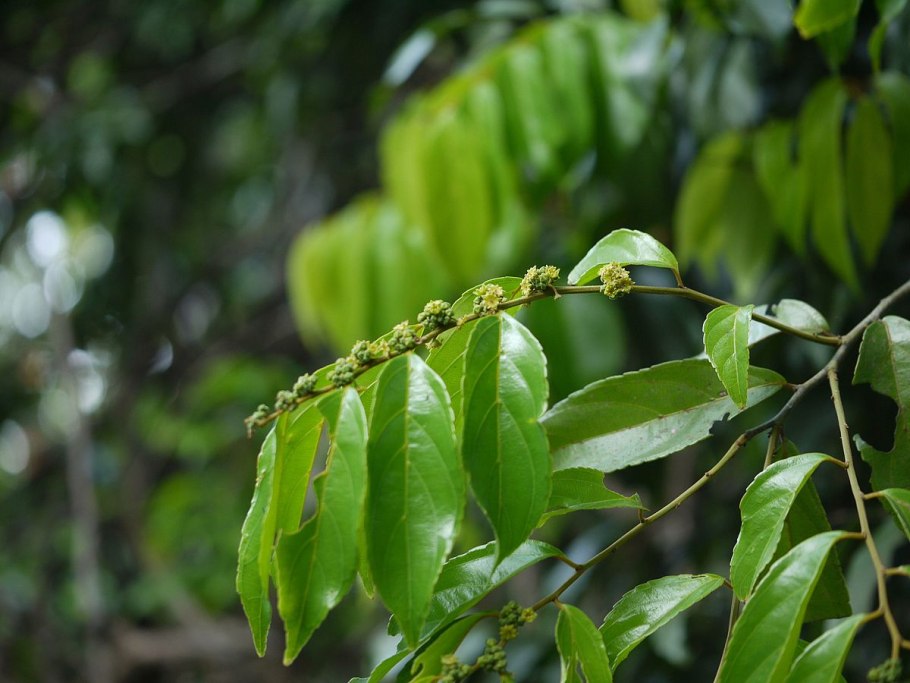 Жена Уилла Смита фото