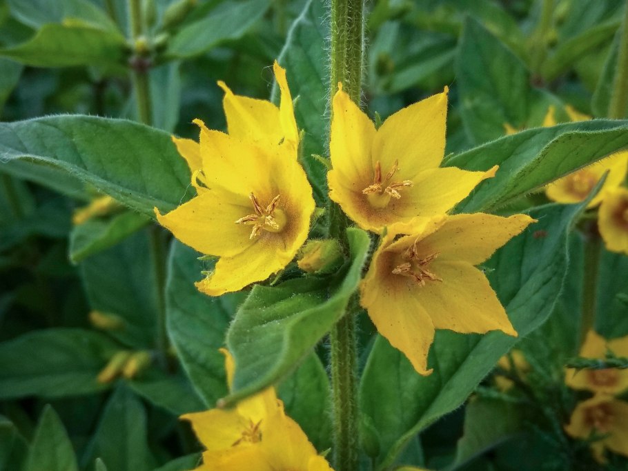 Уилл Смит я Легенда