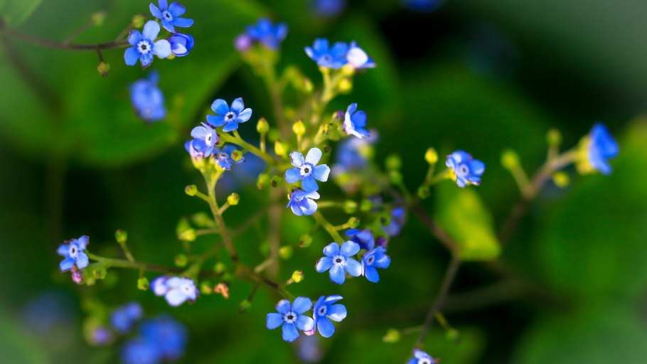 Цветы незабудки
